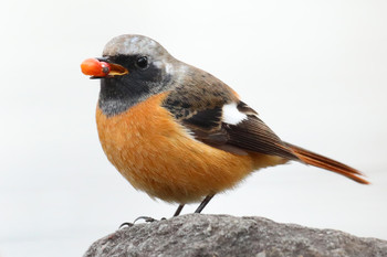 Daurian Redstart 東京都多摩地域 Fri, 1/25/2019