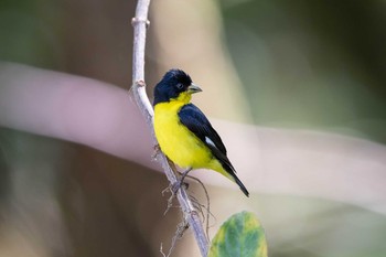 Lesser Goldfinch Cara Lguana Sun, 1/6/2019