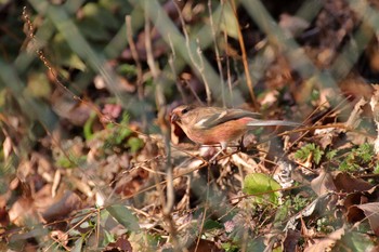 2019年1月20日(日) 神奈川県愛甲郡清川村の野鳥観察記録