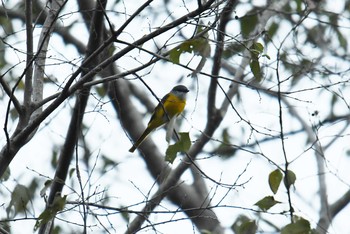 Grey-chinned Minivet 谷関温泉 Fri, 1/18/2019