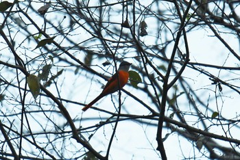 Grey-chinned Minivet 谷関温泉 Fri, 1/18/2019