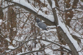 Crested Kingfisher Makomanai Park Sat, 1/26/2019