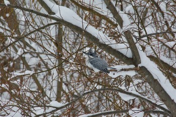 Crested Kingfisher Makomanai Park Sat, 1/26/2019