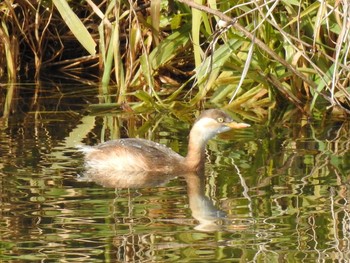 Little Grebe 高野川（京都） Sat, 1/26/2019