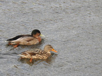 Mallard 高野川（京都） Sat, 1/26/2019