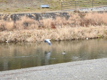 Grey Heron 高野川（京都） Sat, 1/26/2019