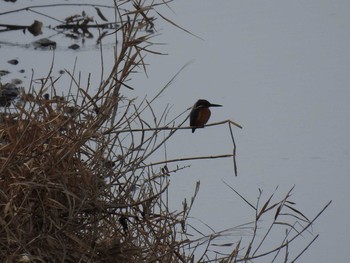 Common Kingfisher 高野川（京都） Sat, 1/26/2019