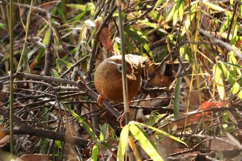 ガビチョウ 三ツ池公園(横浜市鶴見区) 2019年1月24日(木)