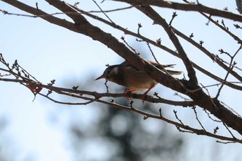 2019年1月24日(木) 三ツ池公園(横浜市鶴見区)の野鳥観察記録