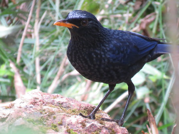 Blue Whistling Thrush Doi Angkhang View Point Unknown Date