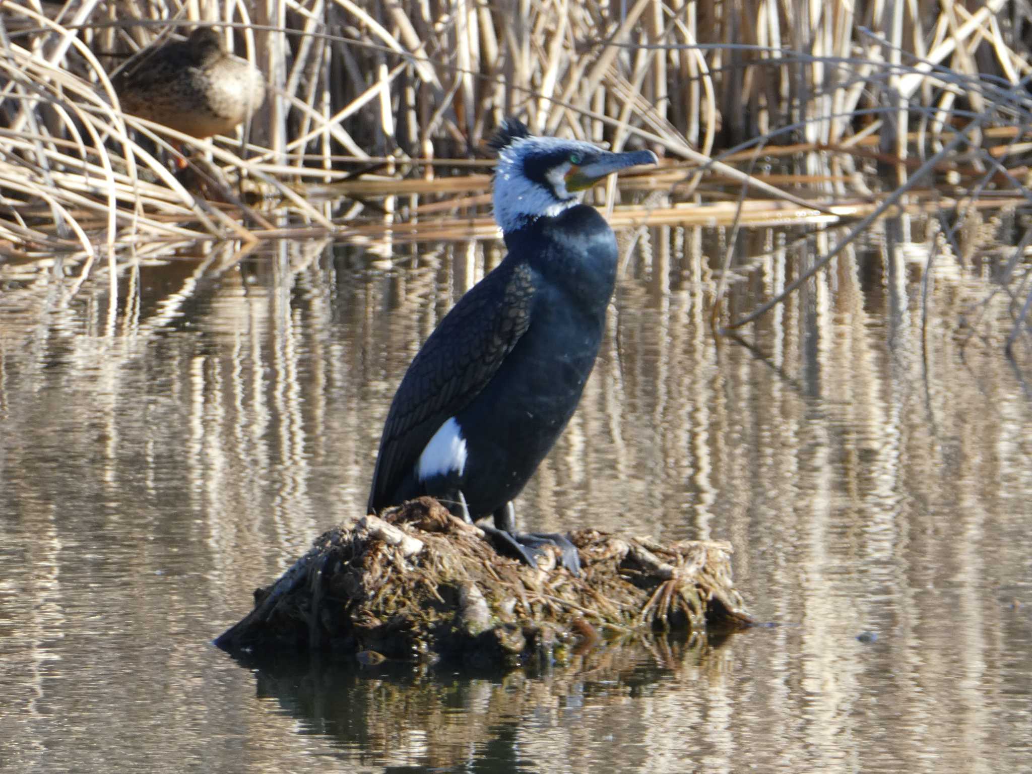 新横浜公園 カワウの写真 by Kozakuraband