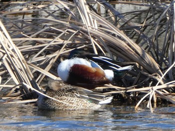 2019年1月26日(土) 新横浜公園の野鳥観察記録