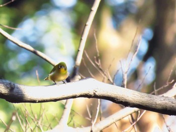 Warbling White-eye 明治神宮北池 Sat, 1/26/2019