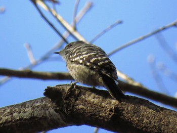 Japanese Pygmy Woodpecker 明治神宮北池 Sat, 1/26/2019