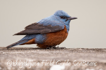 Blue Rock Thrush Ishigaki Island Sat, 1/26/2019