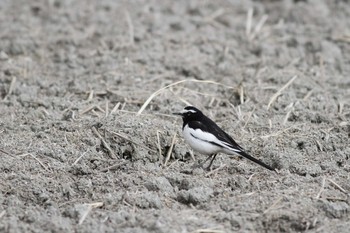 2019年1月26日(土) 五主海岸の野鳥観察記録