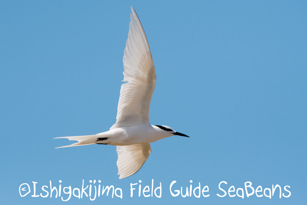 Photo of Black-naped Tern at Ishigaki Island by 石垣島バードウオッチングガイドSeaBeans