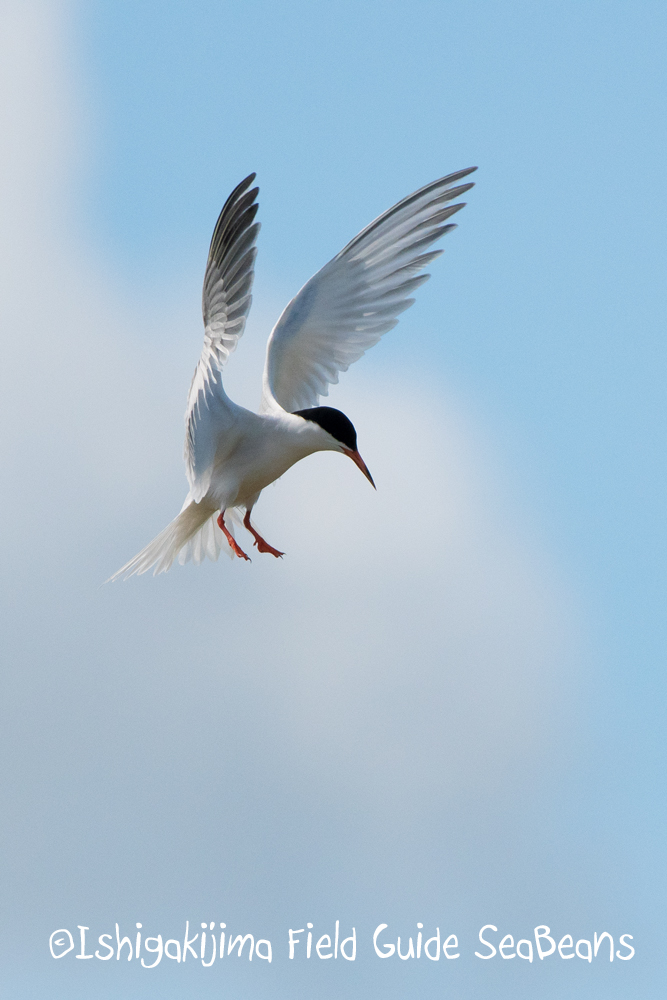 Roseate Tern