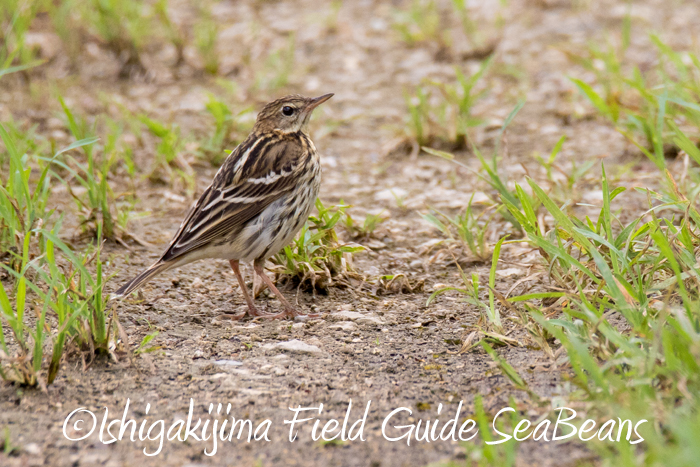 Pechora Pipit