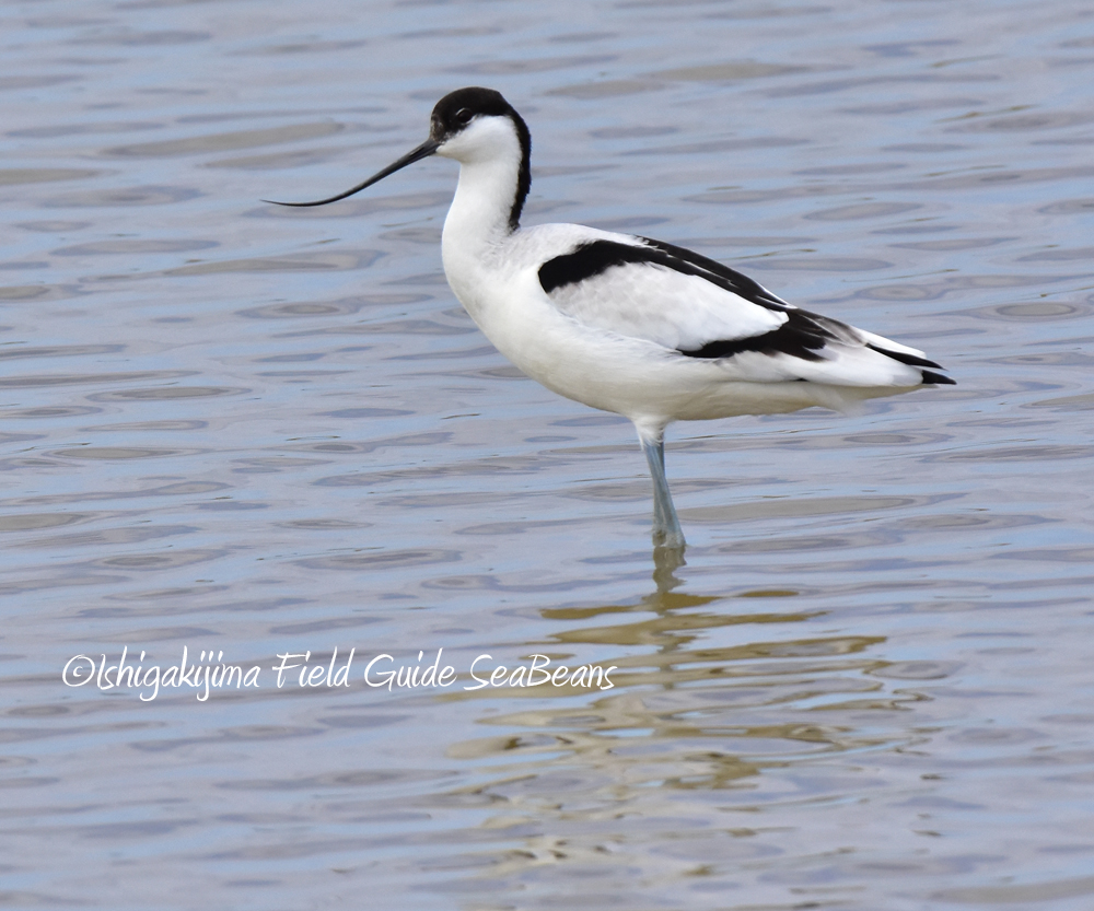 Pied Avocet