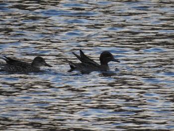 Eurasian Teal 鴨川 Sat, 1/26/2019