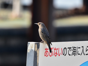 Blue Rock Thrush 東京22 Sun, 1/20/2019