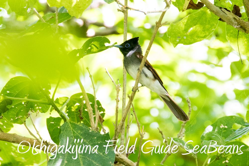 Photo of Black Paradise Flycatcher(illex) at Ishigaki Island by 石垣島バードウオッチングガイドSeaBeans