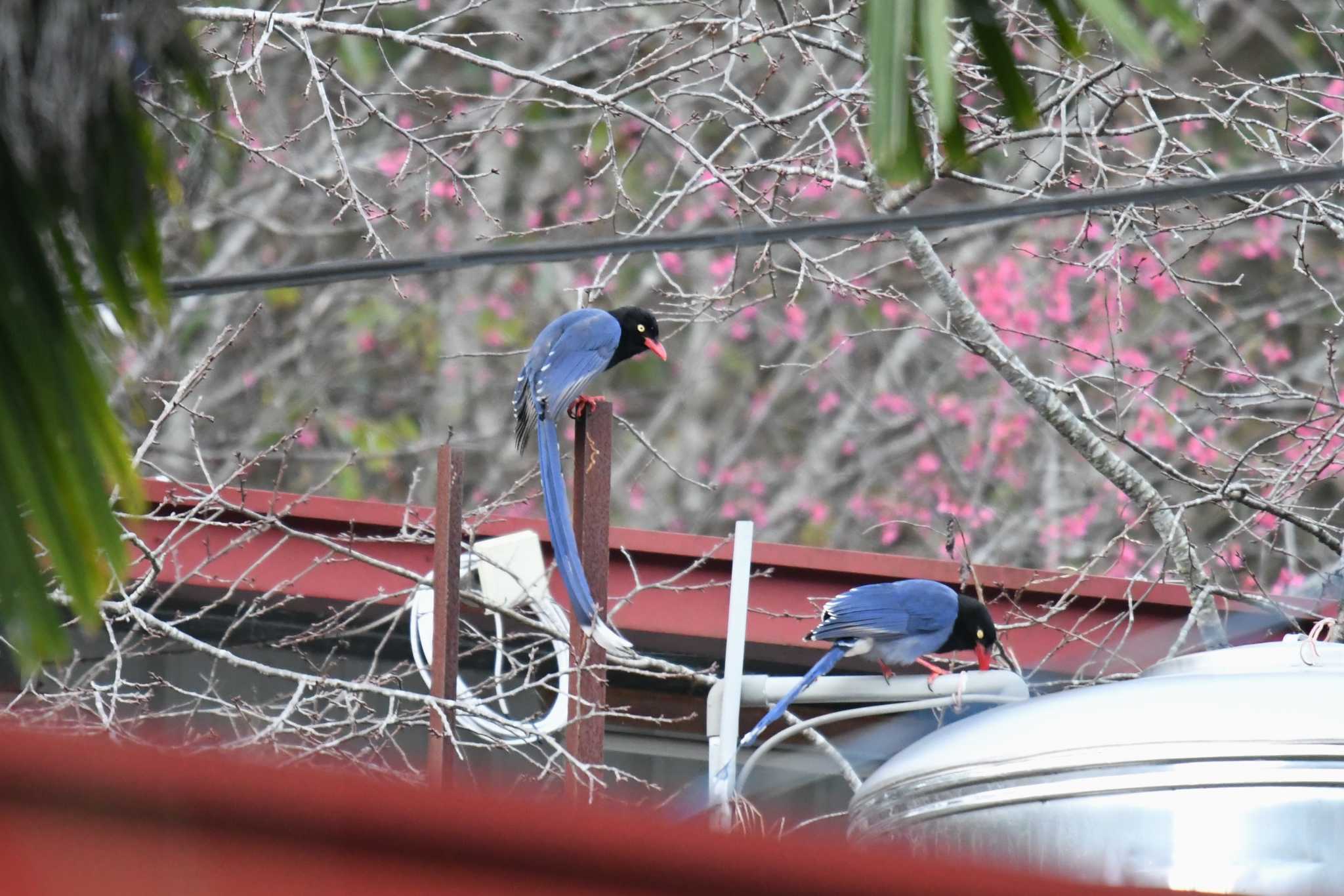 Photo of Taiwan Blue Magpie at 谷関温泉 by あひる