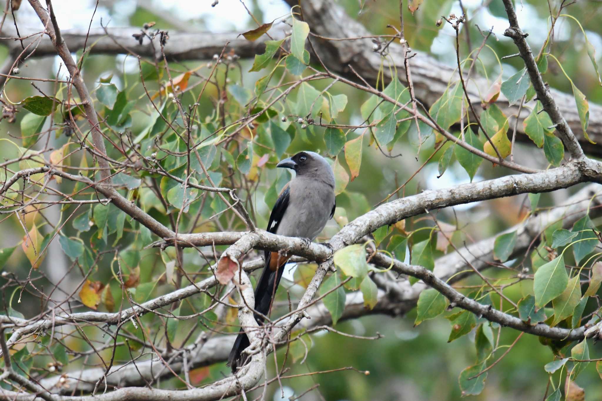 Photo of Grey Treepie at 谷関温泉 by あひる