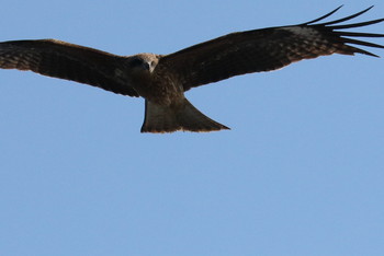 Black Kite 曽根干潟(曾根干潟) Sun, 1/20/2019