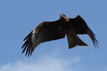 Black Kite 曽根干潟(曾根干潟) Sun, 1/20/2019