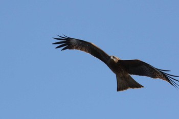 Black Kite 曽根干潟(曾根干潟) Sun, 1/20/2019