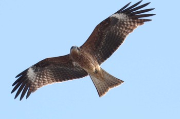 Black Kite 曽根干潟(曾根干潟) Sun, 1/20/2019