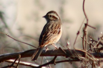 2019年1月21日(月) 羽村堰(上流)の野鳥観察記録