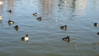 キンクロハジロ 不忍池(上野恩賜公園) 2019年1月19日(土)