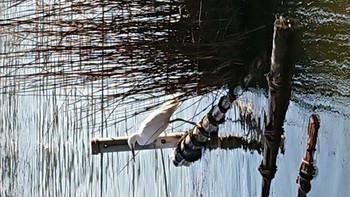 コサギ 不忍池(上野恩賜公園) 2019年1月19日(土)