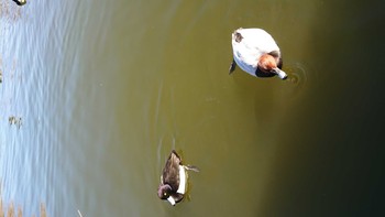 2019年1月19日(土) 不忍池(上野恩賜公園)の野鳥観察記録