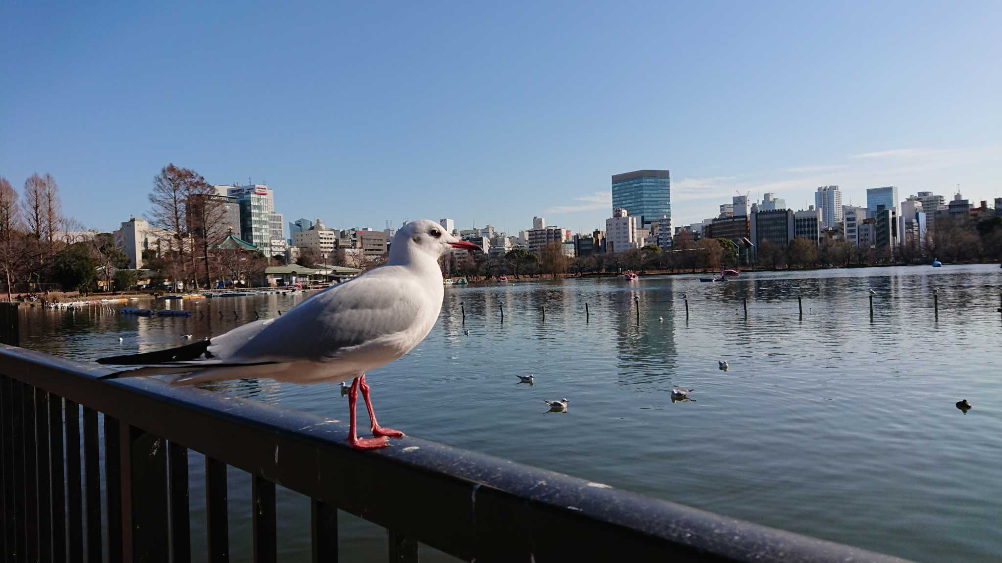 不忍池(上野恩賜公園) ユリカモメの写真 by どいちゃん