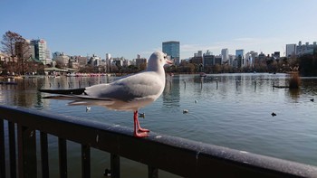 ユリカモメ 不忍池(上野恩賜公園) 2019年1月19日(土)