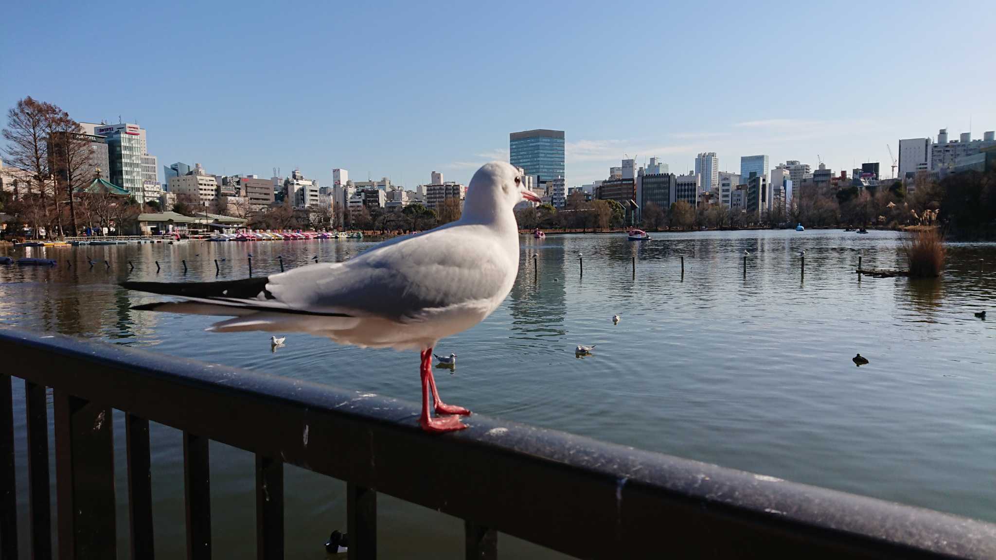 不忍池(上野恩賜公園) ユリカモメの写真 by どいちゃん