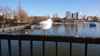 ユリカモメ 不忍池(上野恩賜公園) 2019年1月19日(土)