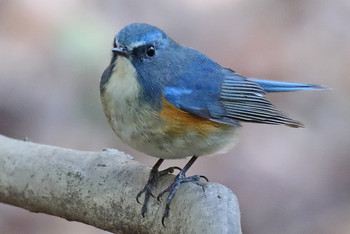 Red-flanked Bluetail 東京都多摩地域 Tue, 1/22/2019