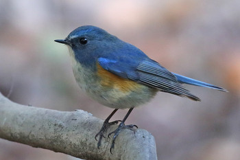 Red-flanked Bluetail 東京都多摩地域 Tue, 1/22/2019