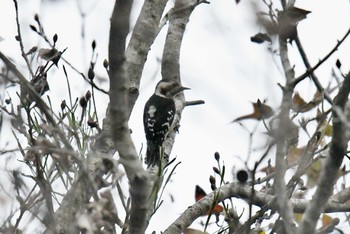 Grey-capped Pygmy Woodpecker