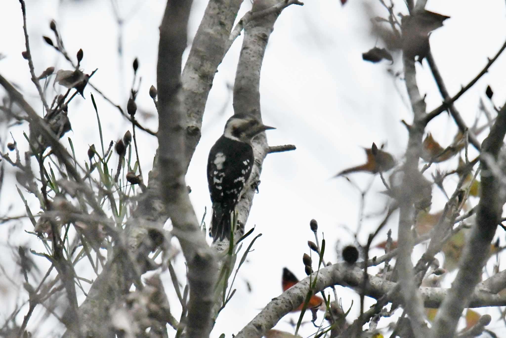 Photo of Grey-capped Pygmy Woodpecker at 谷関温泉 by あひる