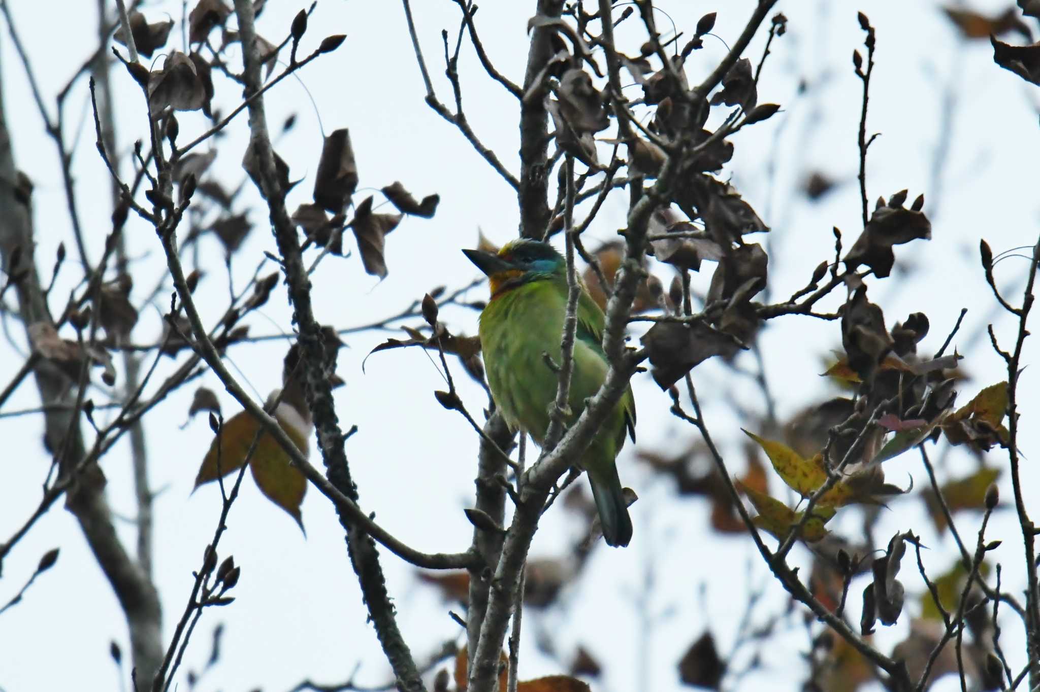 Photo of Taiwan Barbet at 谷関温泉 by あひる