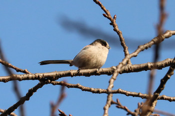 エナガ 三ツ池公園(横浜市鶴見区) 2019年1月24日(木)