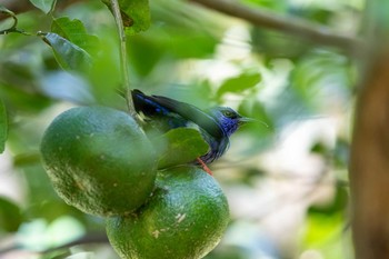 Red-legged Honeycreeper Golden Frog inn Sun, 1/6/2019