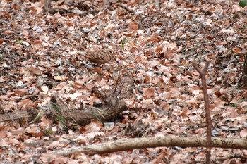 2019年1月26日(土) 神奈川県横浜市の野鳥観察記録