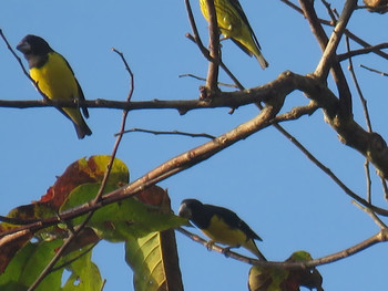 Spot-winged Grosbeak Doi Angkhang View Point Unknown Date